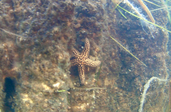 Multiple species of starfish have found a home on the "Living Wall" at Longboat Key's Bayfront Park. The innovative project uses 3D-printed concrete slabs modeled after mangrove roots to provide better habitat for aquatic animals.