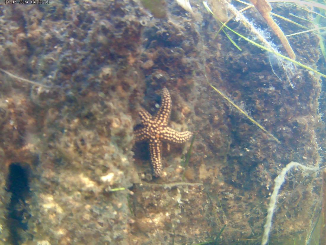 Multiple species of starfish have found a home on the "Living Wall" at Longboat Key's Bayfront Park. The innovative project uses 3D-printed concrete slabs modeled after mangrove roots to provide better habitat for aquatic animals.