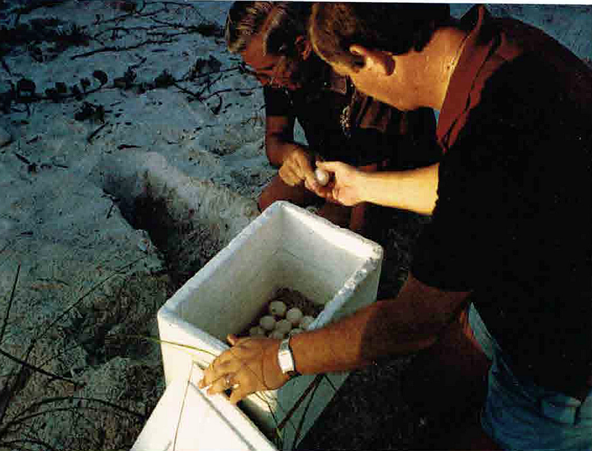 Longboat Key Turtle Watch volunteers used to collect eggs and put them in foam coolers where they incubated until ready to hatch.