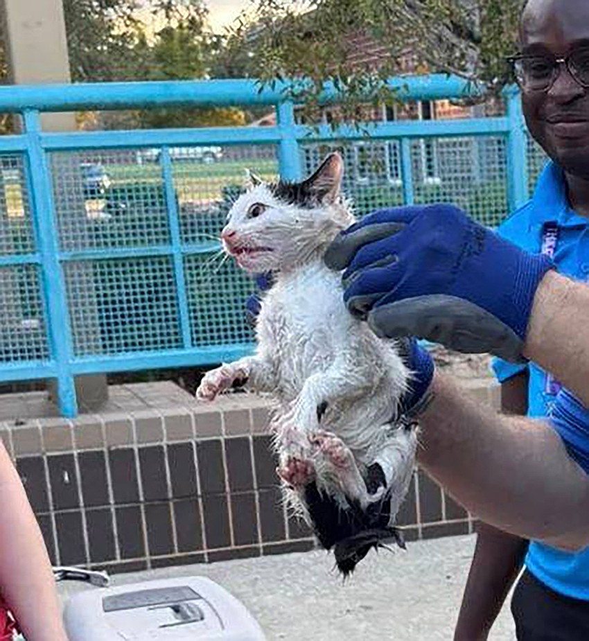 The rescued kitten now is off to a good home.