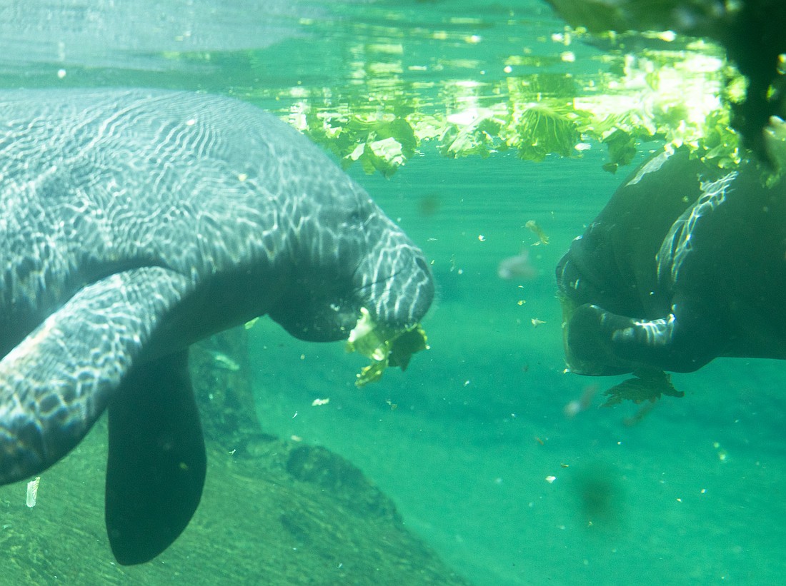 Manatees float in the Straz Manatee Rescue Center inside ZooTampa at Lowry Park.