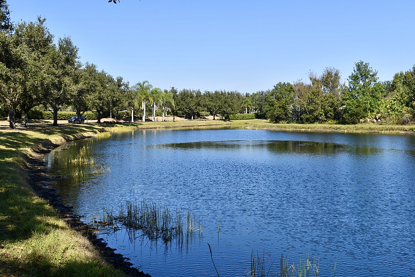 Jointed spikerush grows up like grass from the shallow water. Its roots stabilize the shoreline.