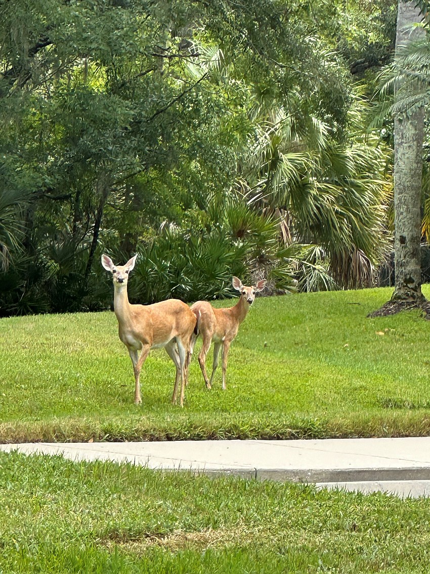 David Ondocin captured this photo of two deer on high alert in Watercrest.