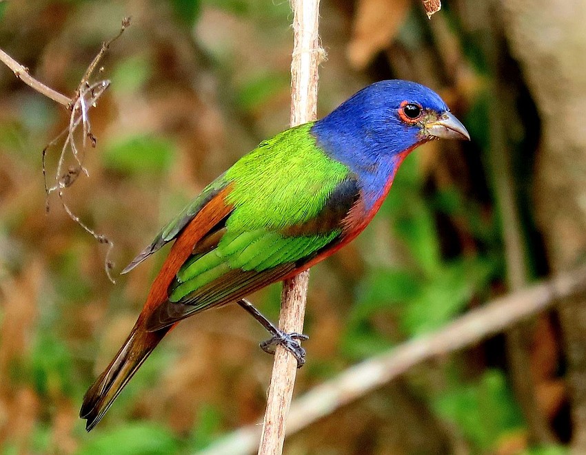 John Sims captured this photo of a painted bunting at Celery Fields Gazebo.