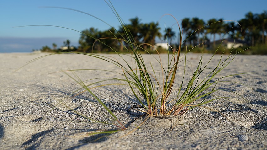 Vegetation grows back slowly a year after hurricanes flattened the beaches of Longboat Key in 2024.