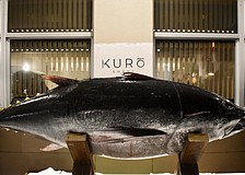 Instead of a ribbon, a 180-pound blue fin tuna will be cut to celebrate the grand opening of Kuro Sushi.