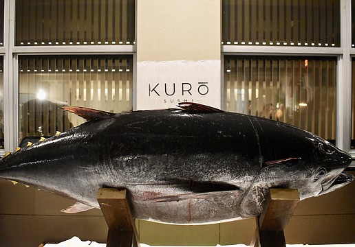 Instead of a ribbon, a 180-pound blue fin tuna will be cut to celebrate the grand opening of Kuro Sushi.