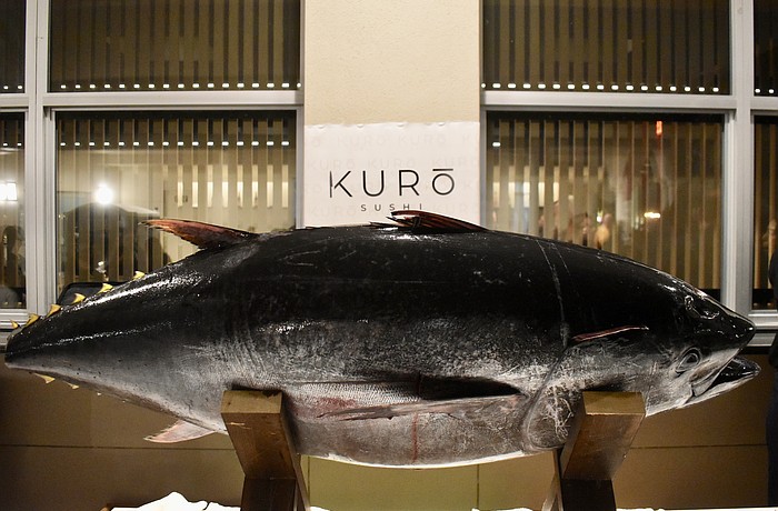 Instead of a ribbon, a 180-pound blue fin tuna will be cut to celebrate the grand opening of Kuro Sushi.