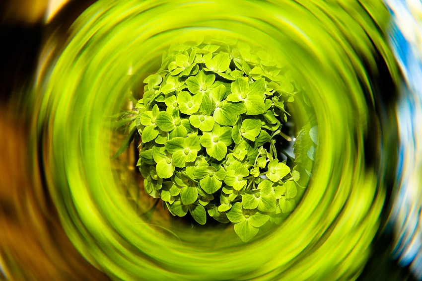 Founders Garden Club of Sarasota is 98 years old and counting.