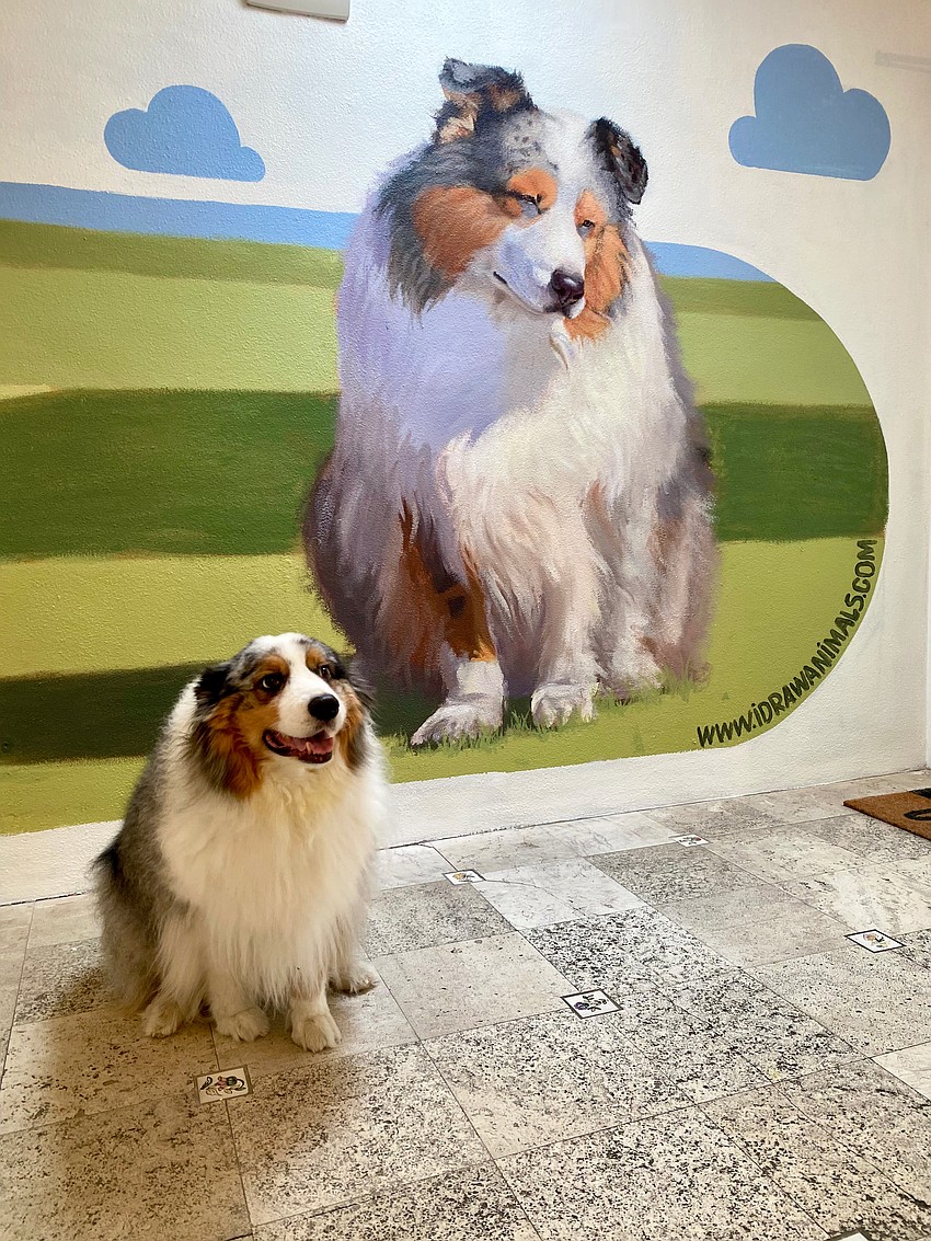 Ziggy, the Australian Shepherd who is in charge of greeting customers at Gauthier Salon & Wellness Spa, poses next to his new portrait by muralist Ludmil Iliev.
