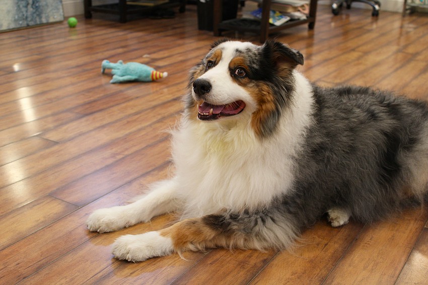Ziggy is always prepared to greet his fans when they visit Gauthier Salon & Wellness Center on St. Armands Circle.