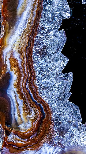 Macro photography by Bernard Lee. Courtesy photo