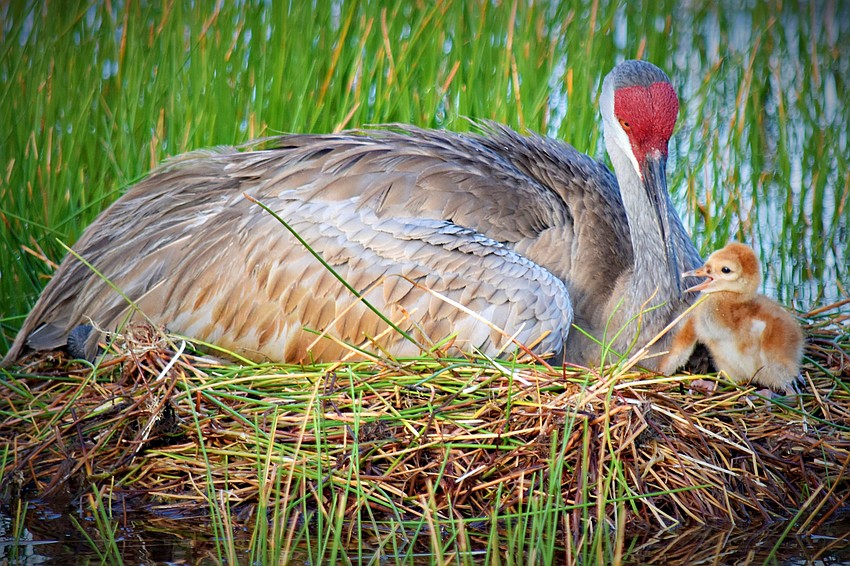 Gordon Silver captured this female sandhill crane sitting on her nest with a newborn colt while waiting for her second egg to hatch near University Parkway.