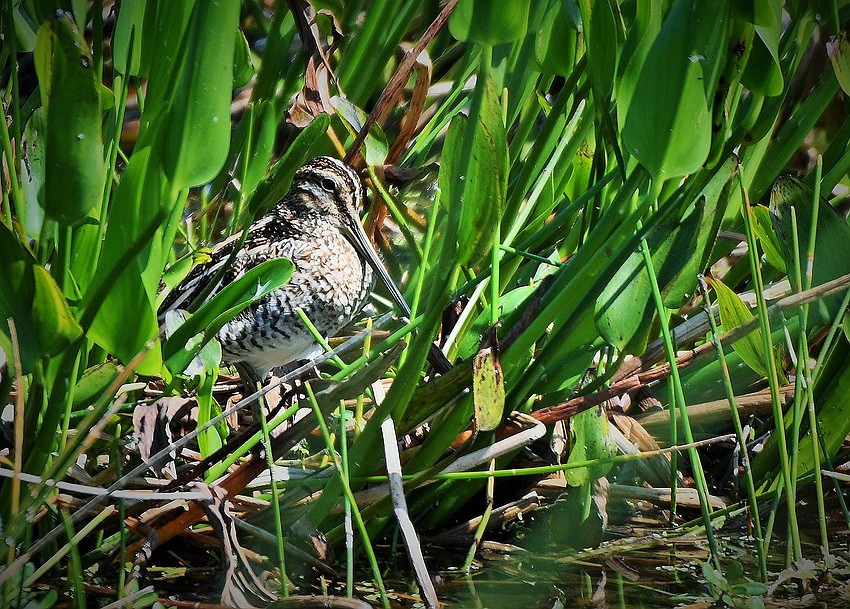 Gordon Silver captured this photo of a Wilson’s snipe taking a break in the shallow waters at Celery Fields.