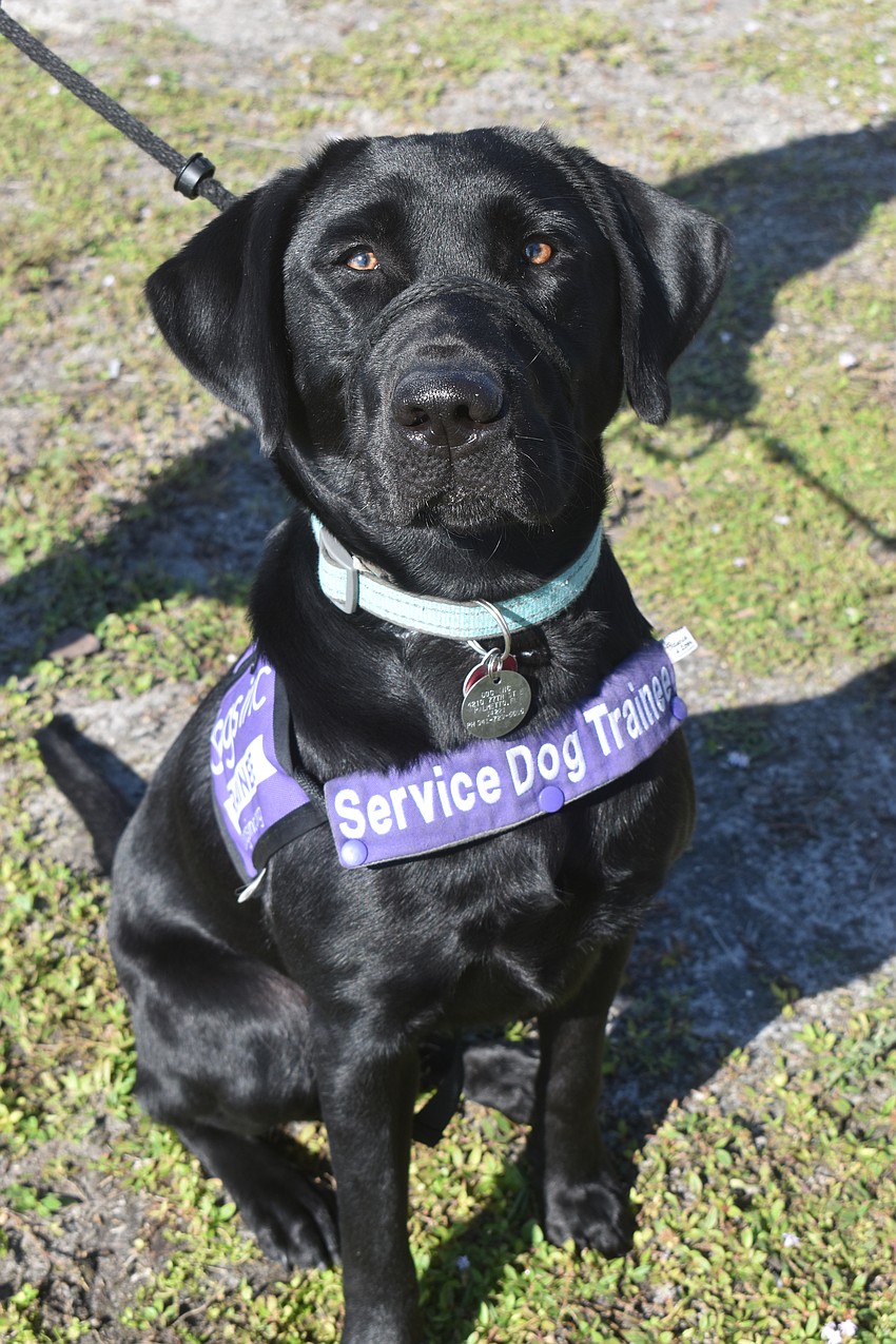 Emmy, a 14-month-old black lab, needs her raisers Marty and Mollie Saia to switch up her routine regularly because she already has the commands memorized. Marty said she can open doors and gets every command the first time.