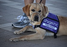 Newton, a 9-month-old lab, is being raised by Nick and Brenda Paradiso through the LWR Puppy Raisers club. Brenda Paradiso described him as "quite the character" who is a "love bucket."