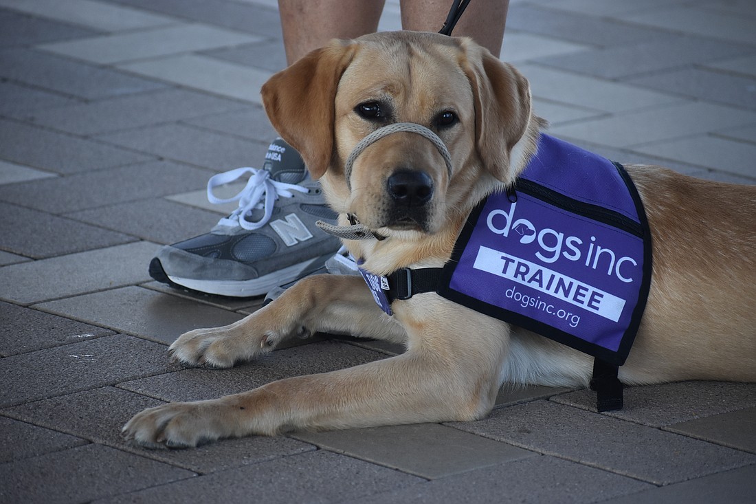 Newton, a 9-month-old lab, is being raised by Nick and Brenda Paradiso through the LWR Puppy Raisers club. Brenda Paradiso described him as "quite the character" who is a "love bucket."