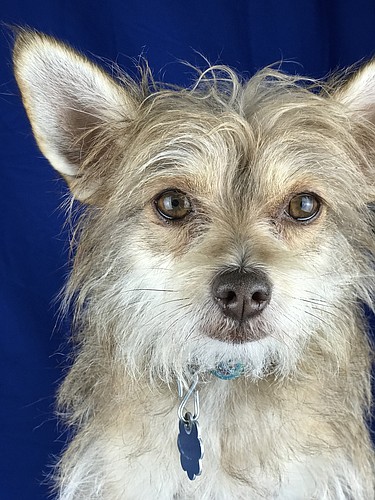 Beware of red flags before purchasing that cute puppy advertised on the internet. Courtesy photo