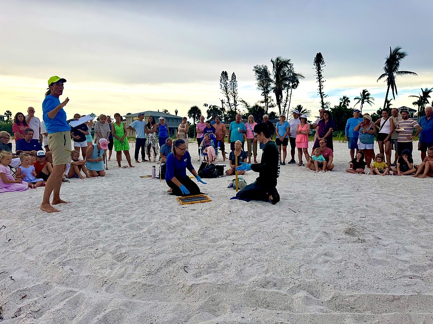 Mote Marine volunteers Brenda and Caleb Jameson dig up shells to count the number of hatchlings from a sea turtle nest while Cyndi Seamon (left) explains the process to onlooking residents July 21.