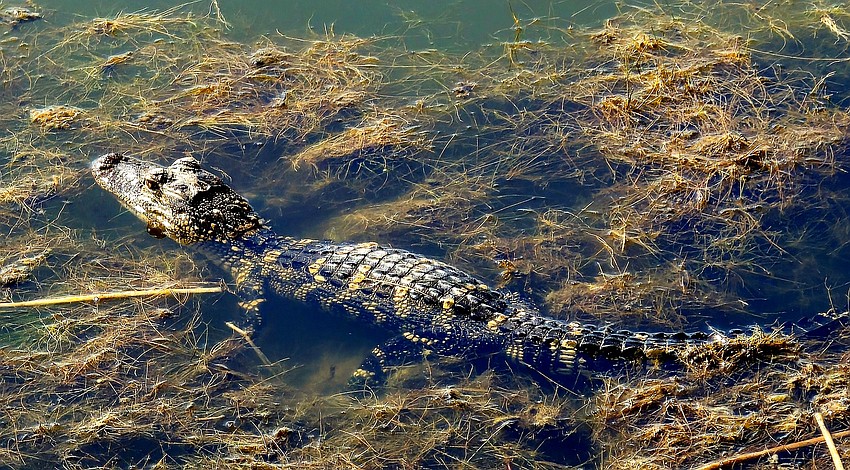 Gordon Silver photographed a young alligator enjoying a nap along a lake bed in Country Club East of Lakewood Ranch.