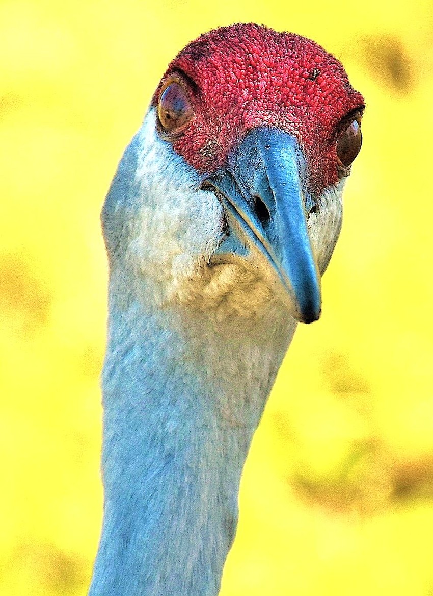 Gordon Silver snapped this up close and personal photo of an adult sandhill crane in Celery Fields.