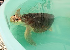 Longboat Key Turtle Watch members presented a nearly $12,000 donation to Mote Marine Laboratory & Aquarium to support rehabilitating sea turtles like Ellie, one of the current residents.