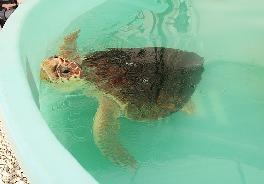 Longboat Key Turtle Watch members presented a nearly $12,000 donation to Mote Marine Laboratory & Aquarium to support rehabilitating sea turtles like Ellie, one of the current residents.