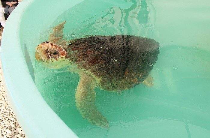 Longboat Key Turtle Watch members presented a nearly $12,000 donation to Mote Marine Laboratory & Aquarium to support rehabilitating sea turtles like Ellie, one of the current residents.