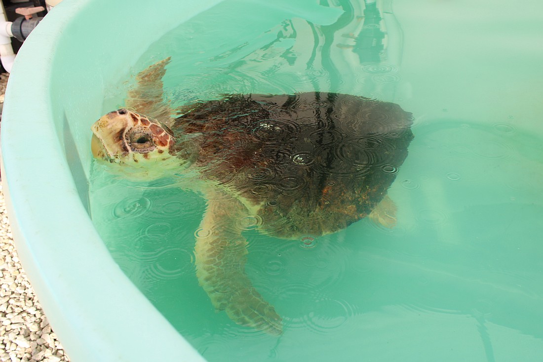 Longboat Key Turtle Watch members presented a nearly $12,000 donation to Mote Marine Laboratory & Aquarium to support rehabilitating sea turtles like Ellie, one of the current residents.