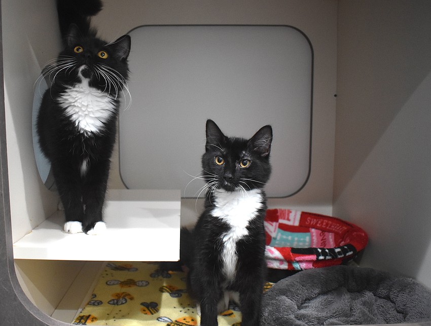 Fiona and Shrek are among the cats that have been housed in the 400 square foot cat room. With Kitty City, Nate's Honor Animal Rescue Center hopes to get 1,000 cats adopted next year compared to this years 300.