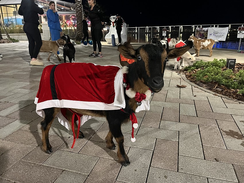 Cinnamon plays Santa for the night.