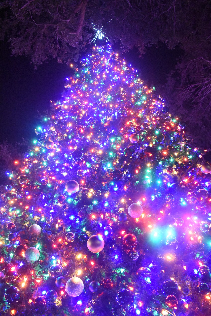 The tree has become a fixture of Selby Five Points Park.