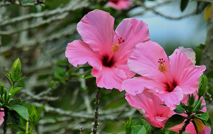 Gordon Silver took a photo of an early morning hibiscus bloom in Del Webb of Lakewood Ranch.