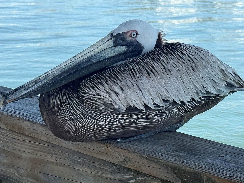 Mary Doty took this photo of a pelican taking a rest on a dock in Sarasota Bay.