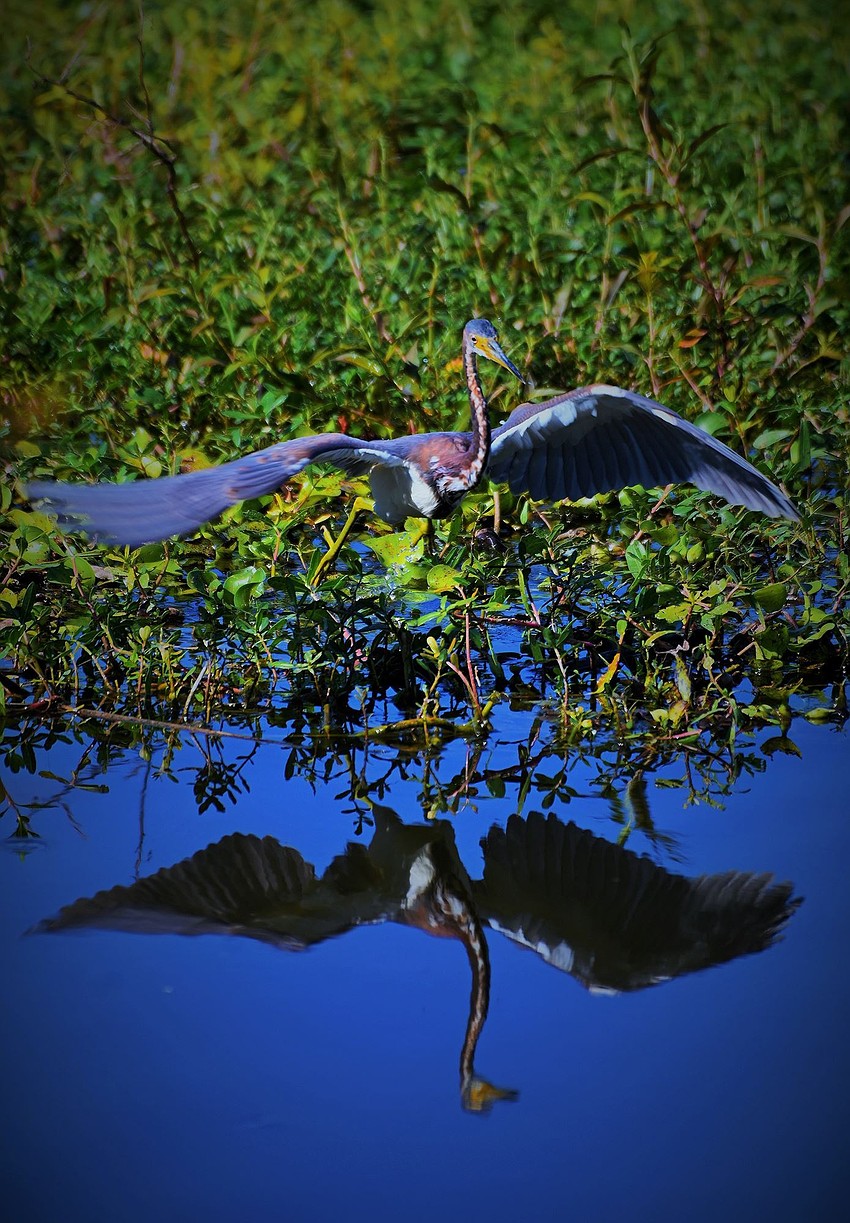 Gordon Silver took this photo of a tri-colored heron drying out its wings at Celery Fields in Sarasota.