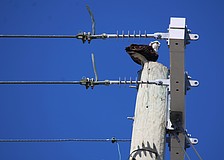 Osprey play an important role in local ecosystems, and they seek out high perches on either designated nesting perches or, as in this case, power poles.