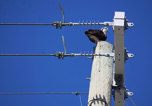 Osprey play an important role in local ecosystems, and they seek out high perches on either designated nesting perches or, as in this case, power poles.