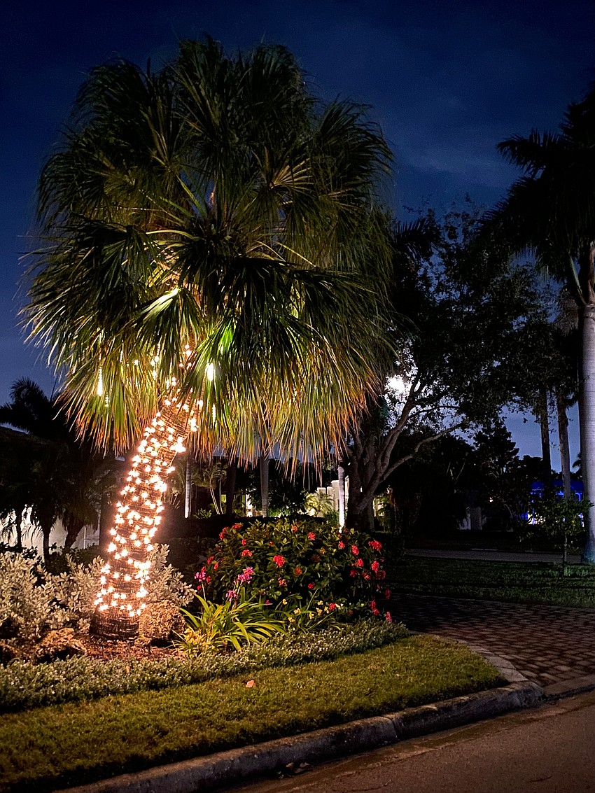 While evergreens may be the tree of choice for decorating elsewhere in the county, palms are essential to decorating on Bird Key, including out front of 343 Bob White Way. A full moon adds to the glow.