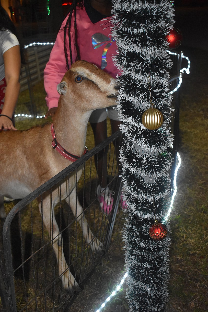 This goat from RCC Farm Experience, which offers mobile petting zoos, wanted a taste of Christmas.