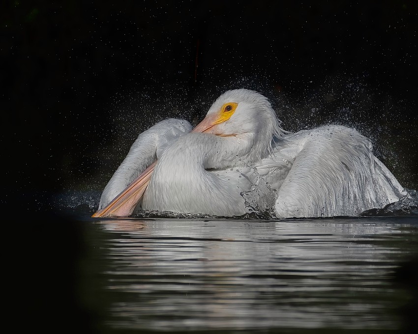 Sarasota's Gunilla Imshaug captured this photo of a white pelican in Nov. 2020 at Overlook Park on the south end of Longboat Key. The story when she was waiting for them to dive was from 2023.