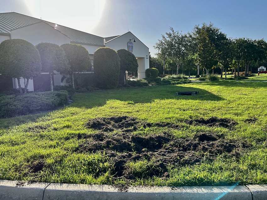 Firefighters say hogs are a regular nuisance at the East Manatee Fire Rescue station on Lakewood Ranch Boulevard.