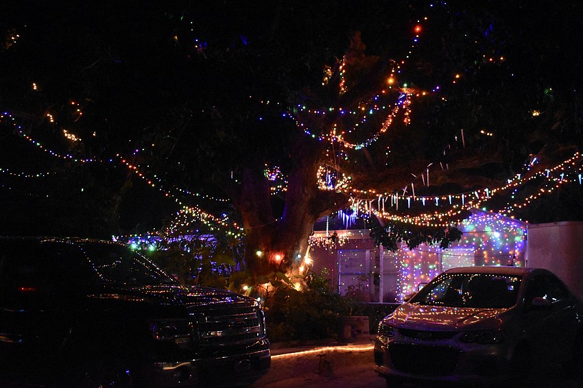A spreading tree is decorated with lights at 728 Tarpon Ave.