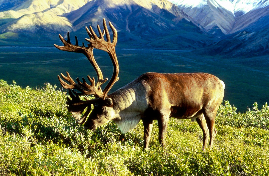 In North America, the once-vast herds of woodland caribou are now listed as threatened or endangered. Photo by Dean Biggins, U.S. Fish and Wildlife Service