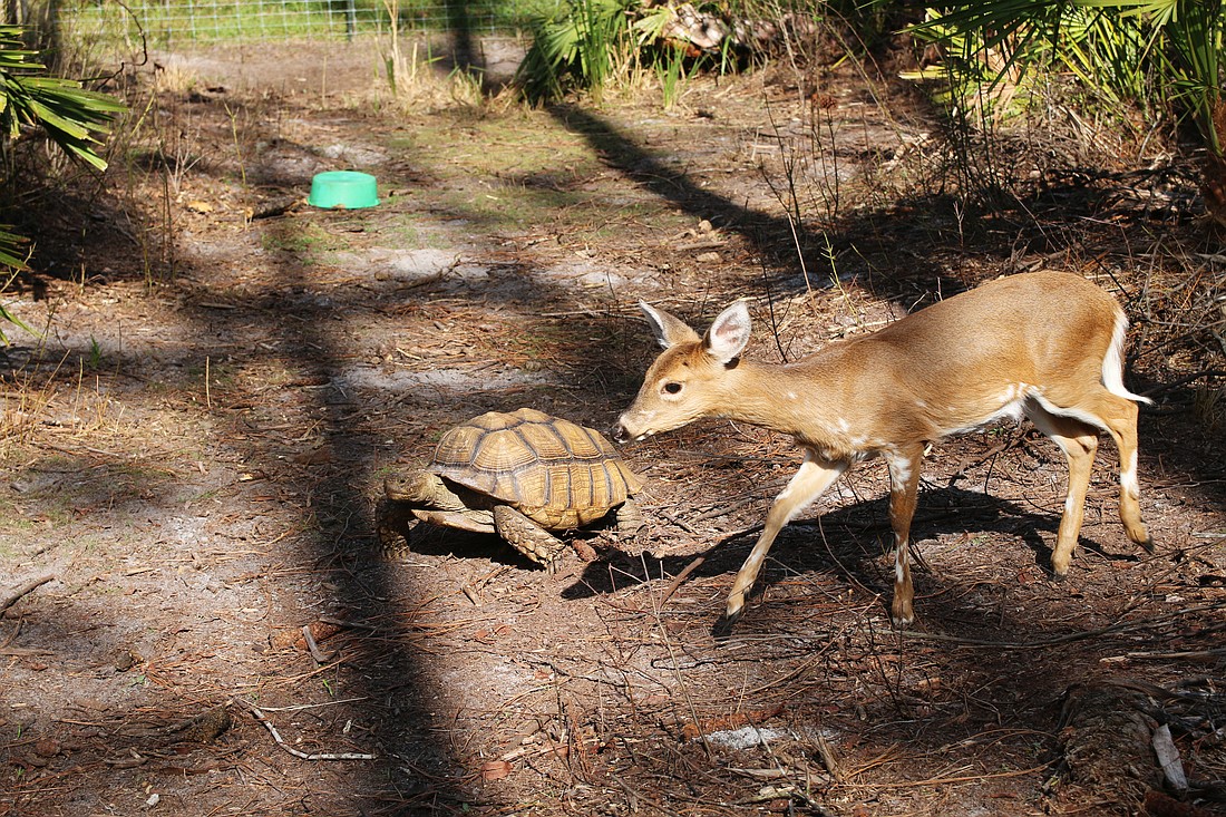 Tommy, an African Sulcata tortoise, strolls alongside a fawn inside an enclosure at Samadhi Wildlife. Photo by Jarleene Almenas