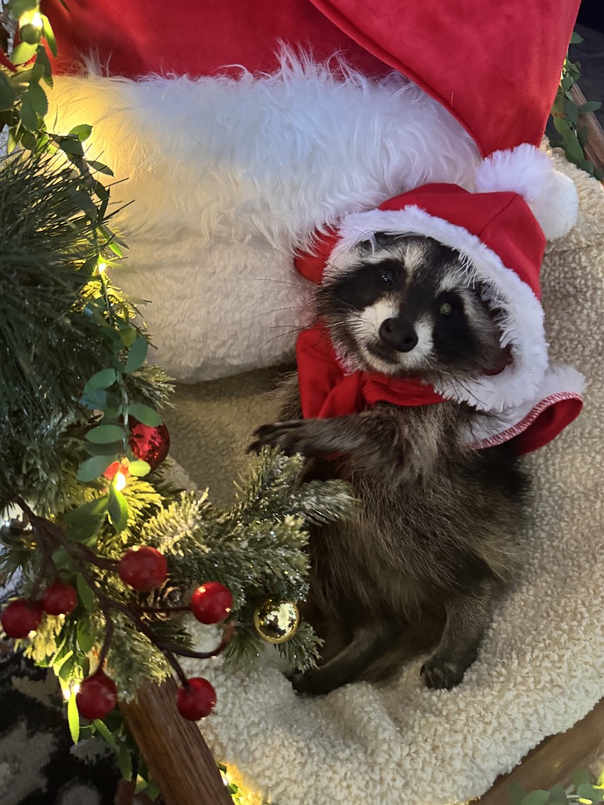 Precious poses for a holiday photo at Samadhi Wildlife. Courtesy photo Precious poses for a holiday photo at Samadhi Wildlife. Courtesy photo