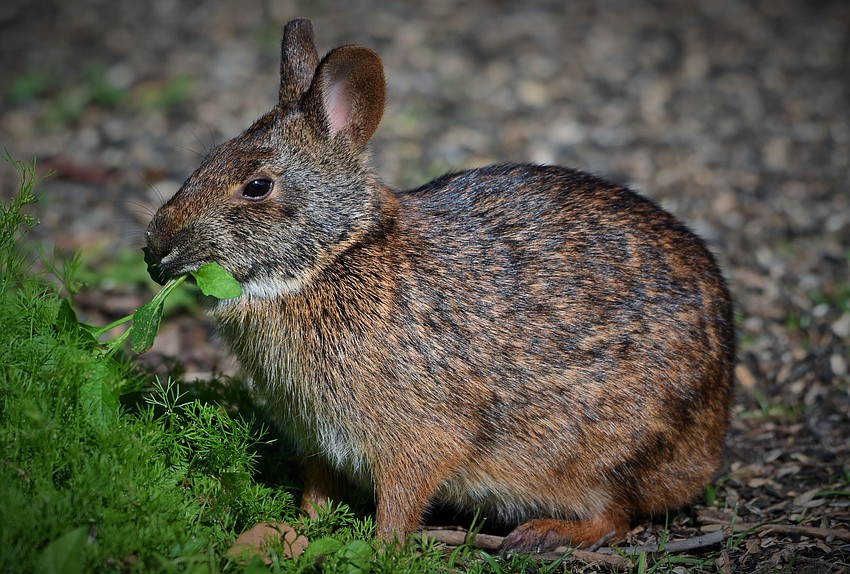 Gordon Silver took a photo of this rabbit enjoying some wild greenery.