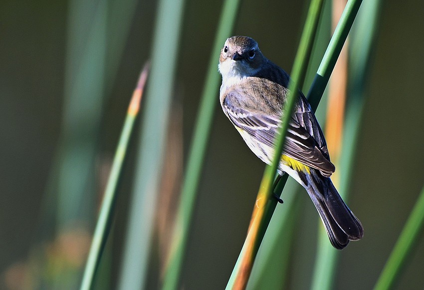 Gordon Silver captured this photo of a yellow-rumped warbler taking a break in the vegetation at Celery Fields in Sarasota.