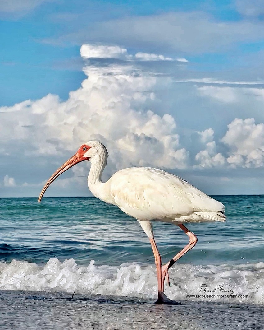 Diane Fairey took this photo of a white ibis along Lido Beach.