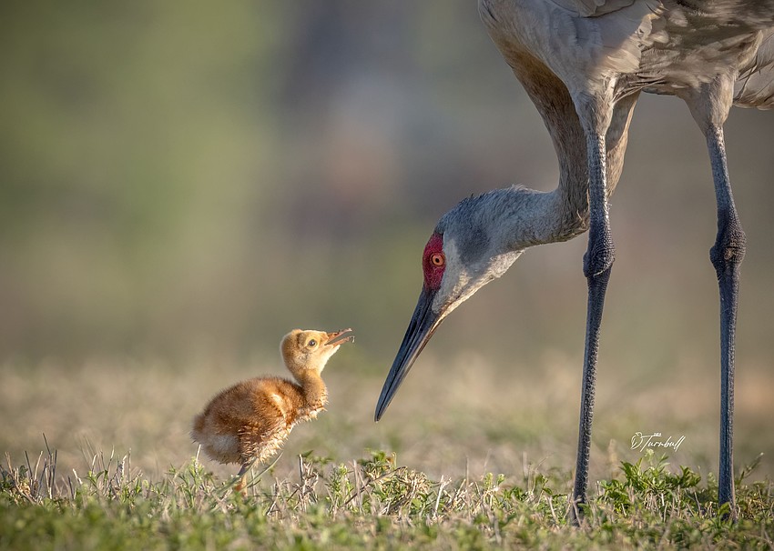 Bill Turnbull captured this photo of a baby sandhill colt paying close attention as the adult teaches how to dig for food.