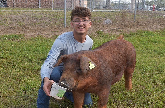 Anthony Sizemore, a Braden River High freshman, is eager to show his FFA chapter's chapter pig at the Manatee County Fair.